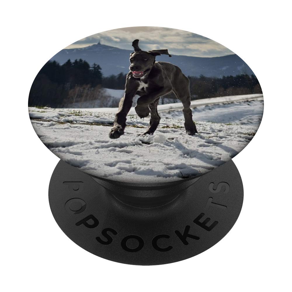 Are Great Danes Good Running Dogs