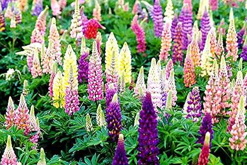 290+Russell Lupine Mixed Seeds - Colorful Perennial Wildflowers. Fall Planting Is Ideal Along With Other Wildflowers A23 #TOP5