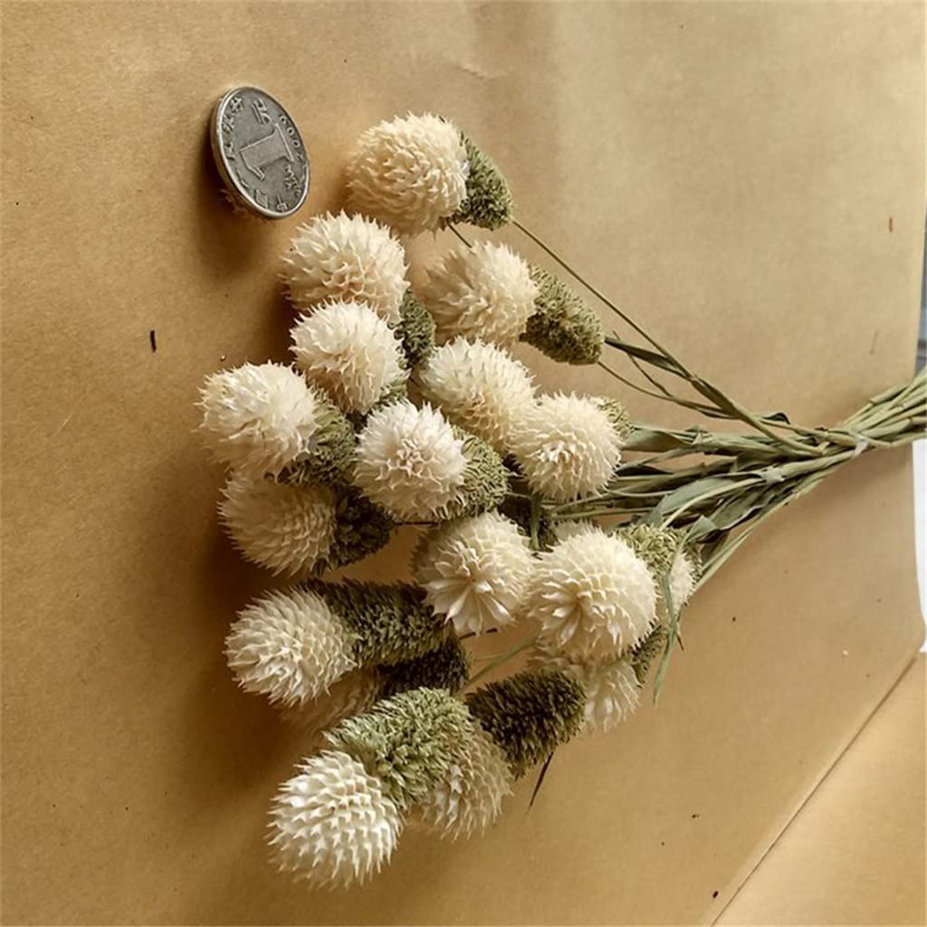 Bouquets De Mariage Faits À La Main, Tenant Des Fleurs, shoupenghua 10pcs Fleur Sèche Nature Vraies Fleurs De Baies Sèches Affichage Floral Plante D'herbe De Lapin for Bouquet De Mariage (Color : C, S