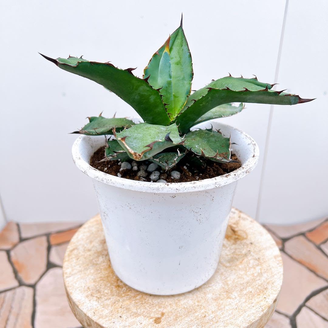 アガベ チタノタブルー 1番 希少 ドライガーデン インテリアグリーン