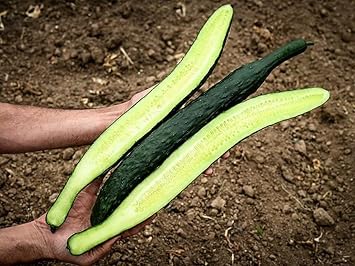 Cucumber Seeds PKD Cucumis Sativus China Jade, 50 Seeds