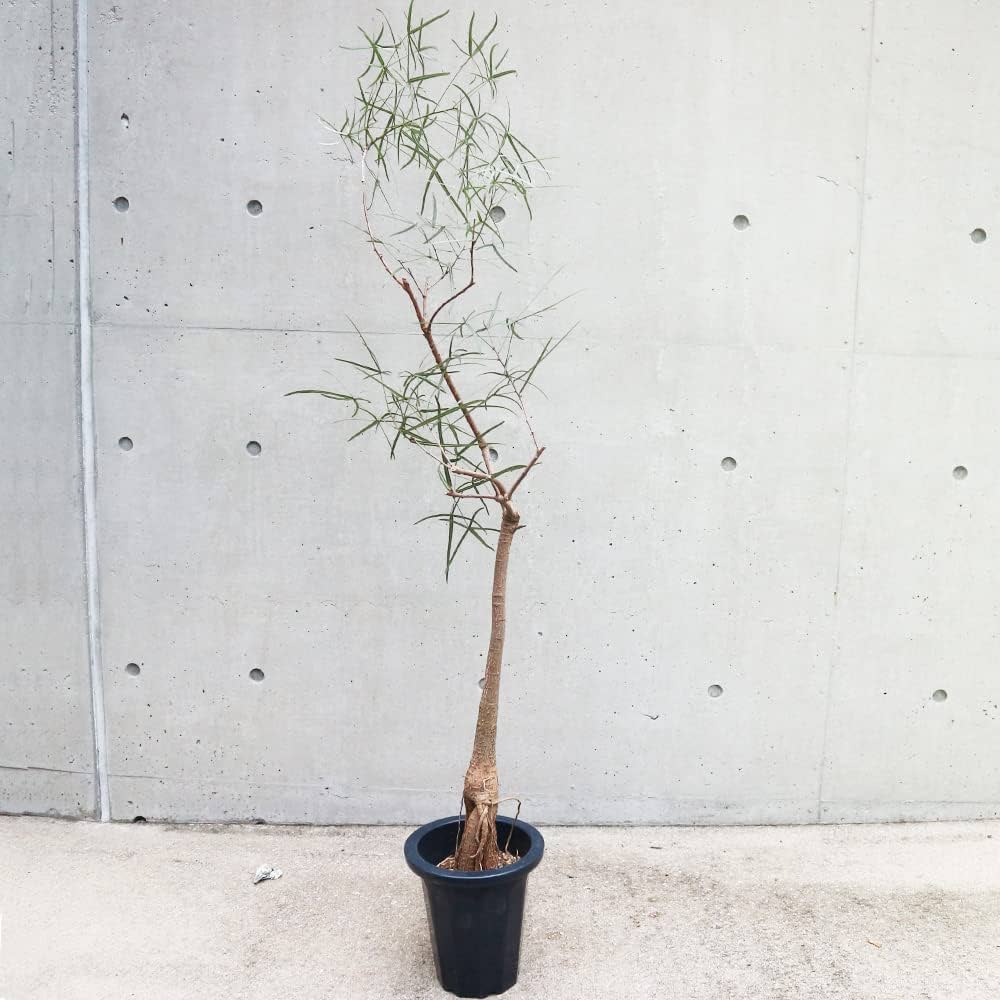 ボトルツリー　お手頃サイズ！　高さ120cm 7号 Amazon｜ITANSE ボトルツリー(ブラキキトン・ルペストリス) 観葉