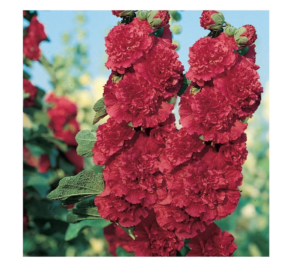 PREMIER SEEDS DIRECT - HOLLYHOCK - CHARTERS Scarlet - 110 SEEDS