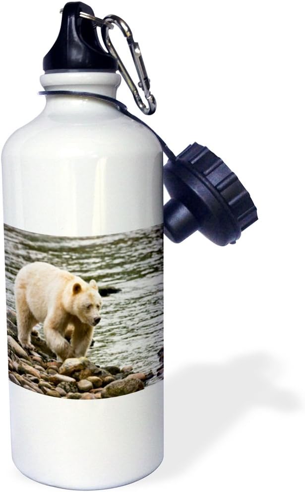 3dRose "British Columbia, Princess Royal Island, Spirit Bear-CN02 RJA0004 Rebecca Jackrel" Sports Water Bottle, 21 oz, White