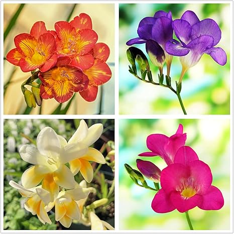 Amazon フリージア球根 友達にあげることができます 簡単なケア 人々を幸せにする 成長しやすい 装飾されたバルコニー 5球根 花