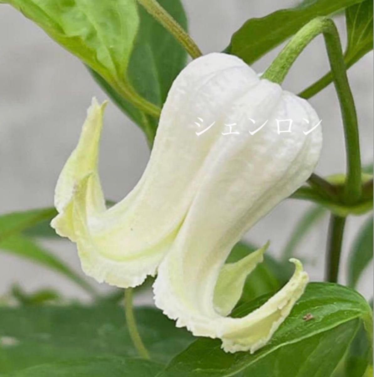 Amazon.co.jp: 《 種》壺型クレマチス シェンロン 蕾つき ラベルつき