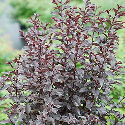 2 Gallon Center Stage Crape Myrtle 'Red'