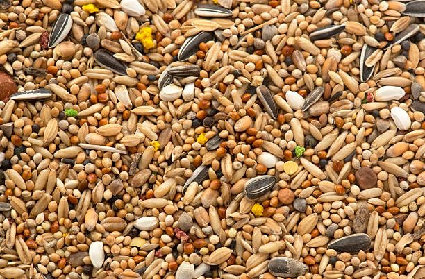 All Life Stages Cockatiel and African Love Birds Seed Mix Pack of 2kg (B0CVMDF89F) Amazon Price History, Amazon Price Tracker