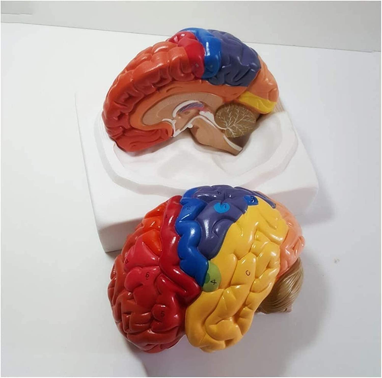 Model anatomiczny, model edukacyjny ludzkiej nerki model - medyczny anatomiczny model nerek model anatomii narządów człowieka - kompatybilny z medyczną pomocą edukacyjną, materiałami laboratoryjnymi,