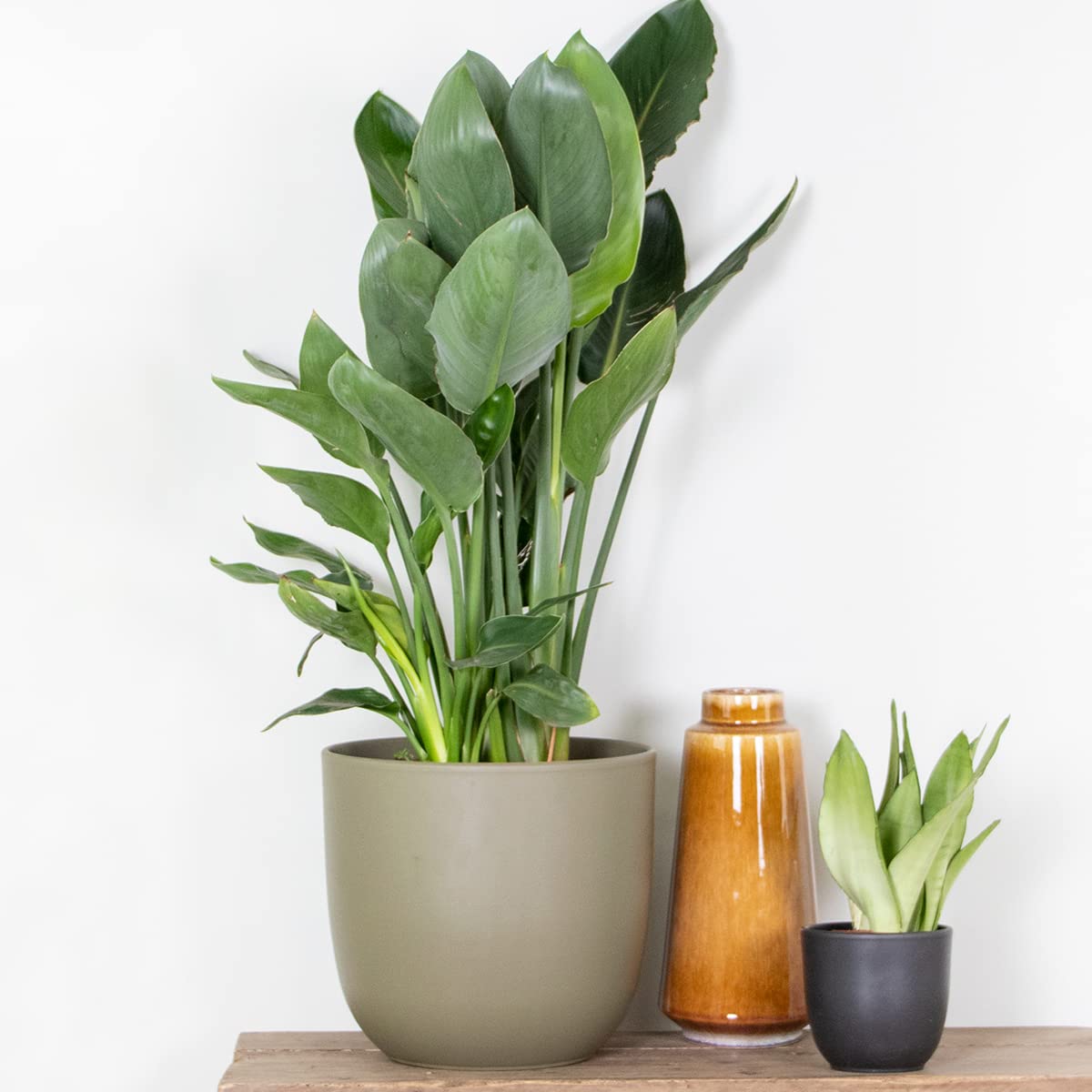 Bloomique - Strelitzia Reginae - Paradiesvogelpflanze - Paradiesvogelblume  - Zimmerpflanzen Gro - Luftreinigend - Pflegeleicht - Hhe 80-100 cm -  Topf 24 cm : Amazon.de: Garten