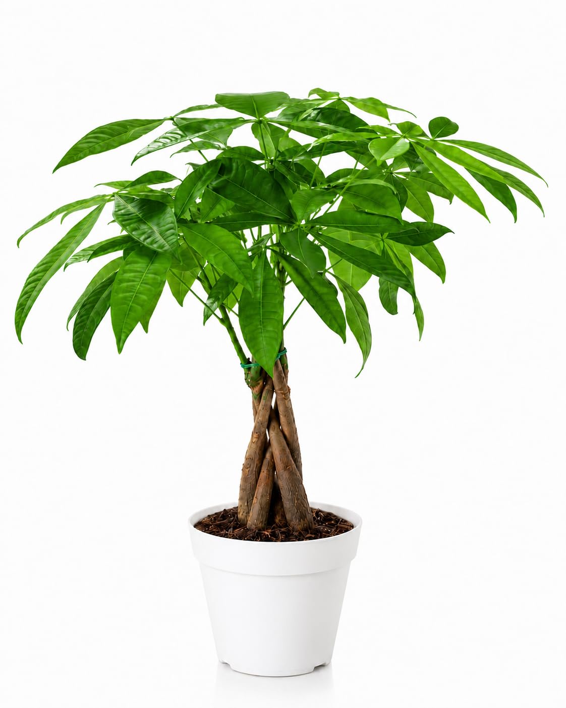 Money Tree Live Indoor Plant | 14-22 Inches Tall Bonsai | Easy to Grow Houseplant | Home, Office, or Room Decor | Birthday, Housewarming Gift in 4 Inch Pot