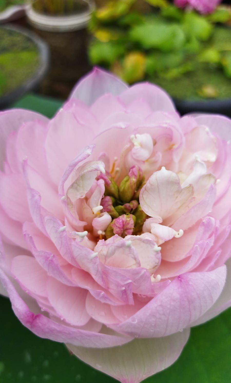 Micro Lotus Tuber Live Plant_Hybrid Micro Variety Lotus Tuber_Healthy Lotus Rhizome_Hybrid All Season Tropical Variety Lotus Tuber (BLOOMING WITHIN 25 DAYS) (Amiry Camellia) (B0CWHG9YQS) Amazon Price History, Amazon Price Tracker