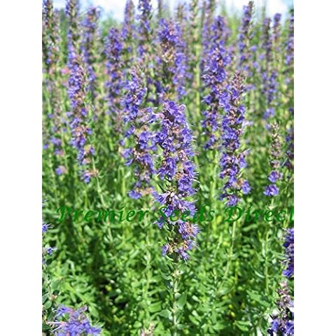 Premier Seeds Direct Organic Hyssop Herb Seeds Cover