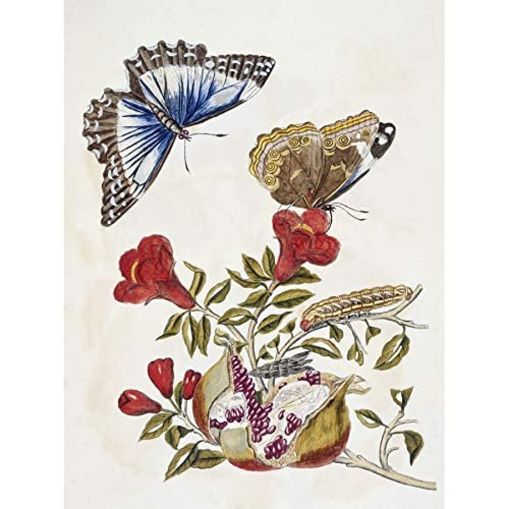 Artery8 Merian Metamorphosis Butterfly Caterpillar Nature Art Print Canvas Premium Wall Decor Poster Mural