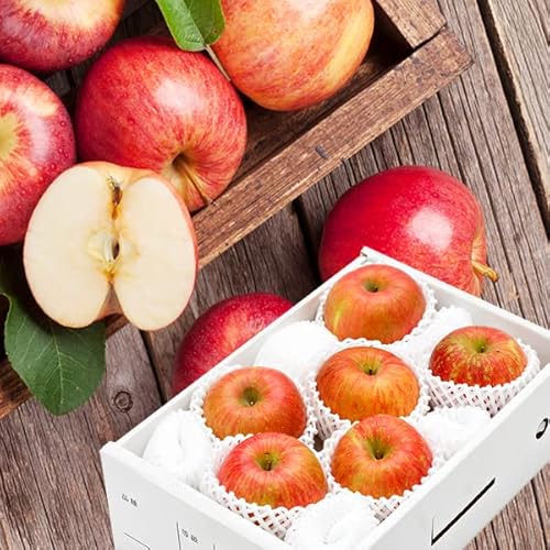 R`Y  tƂ炸ӂ 2kg (Gi/5ʁ`8ʓ) Ε Mtg 蕨  j j ƒp R` S ʕ t[c 