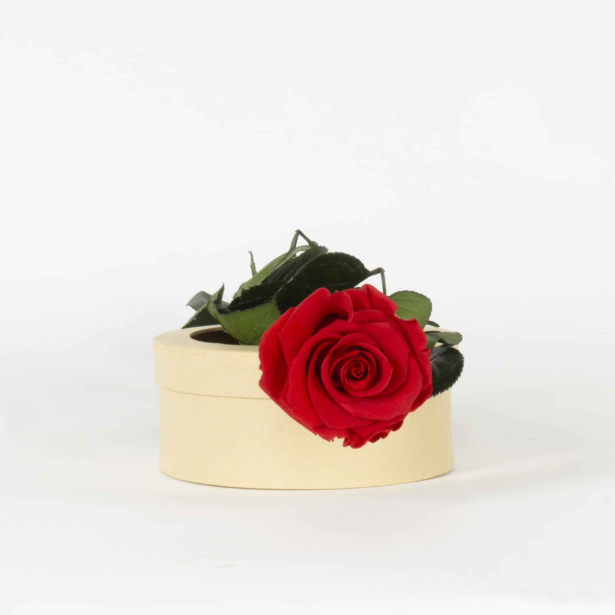 Rosa Stabilizzata Vera, Fiori 100% Made in Italy - Pronta in Elegante Confezione Regalo con Nastrino - Idea Regalo Mamma, Anniversario, Compleanno Donna e San Valentino, Rose con Stelo (Rossa, 1)