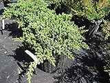 Las Semillas de germinación: Procumbens Nana Juniper, Bonsai de Arranque de la Planta de Hoja perenne