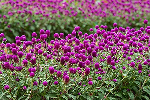 Image of Gomphrena Flower Seeds (Globe Amaranth) - Vibrant, Long-Lasting Blooms, Easy to Grow Annual Garden Seeds (Pack of 50+ Seed)