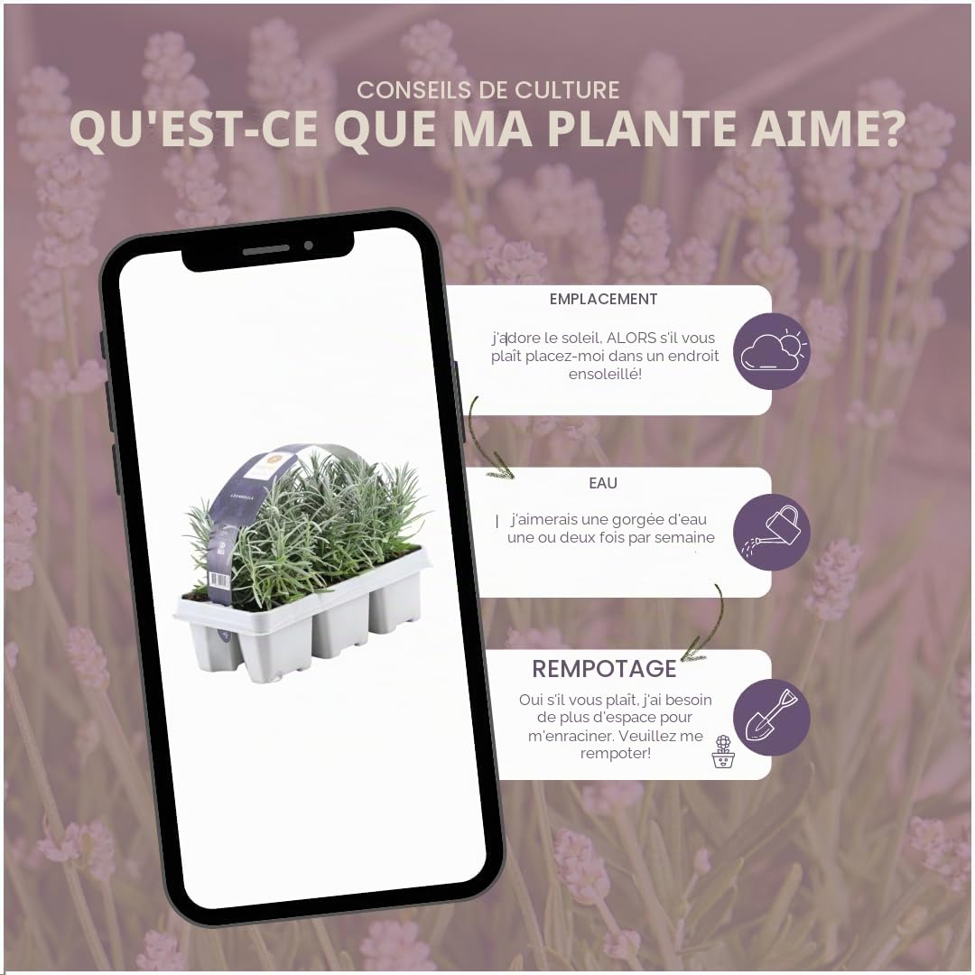 Plants by Frank | 72 Plantes de lavande vraie | Lavandula angustifolia | Ø 7 cm, 15 cm | Plantes vivaces | Idéales en bordure, en massifs et en pots | Plantes d’extérieur | Jardin