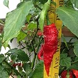 Ghost Pepper Plants, Red ( 2 Count )