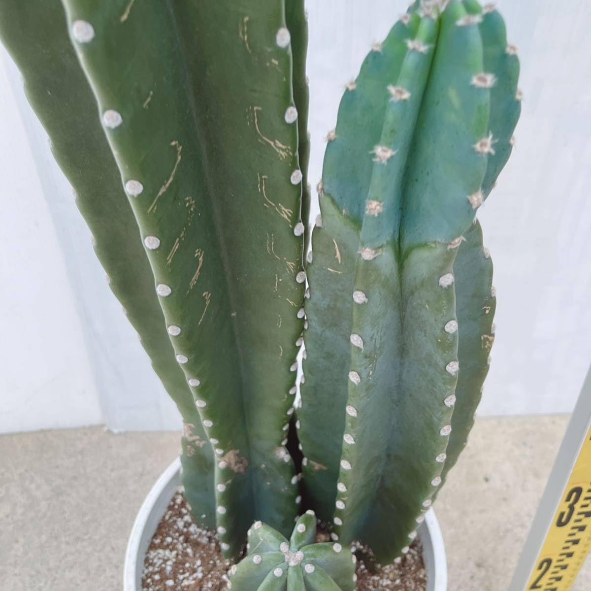 Amazon.co.jp: 多肉植物 柱サボテン 3本植え 8号プラコッタ鉢受け皿