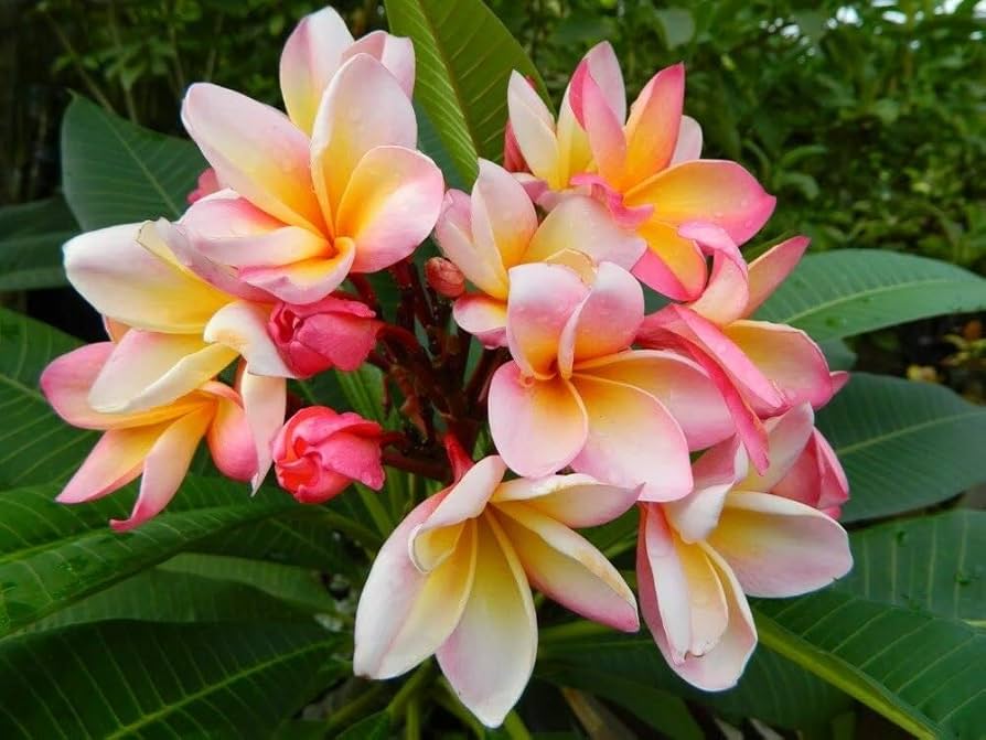 プルメリア Gold Coast Cotton Candy Plumeria Collectors