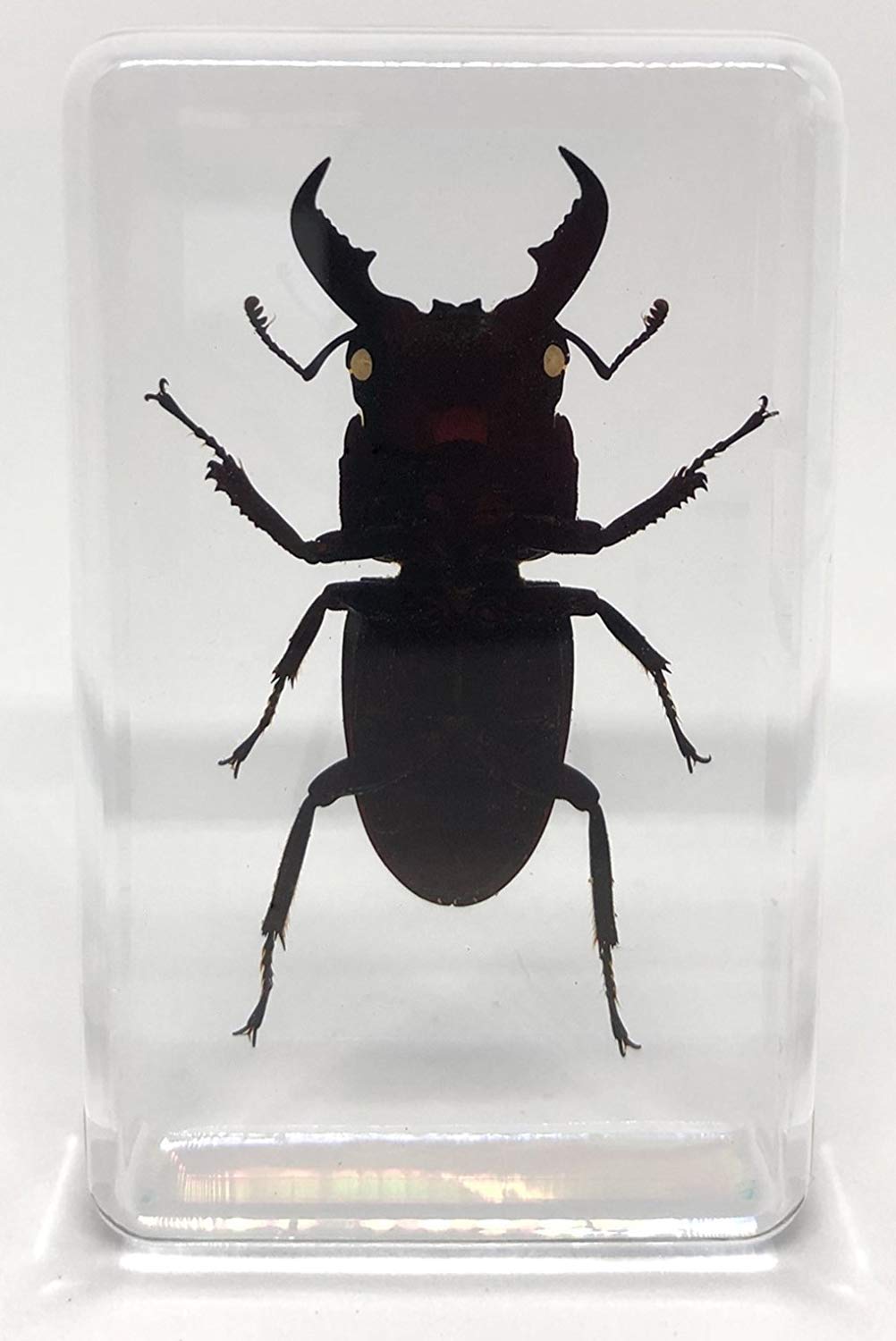 透明標本 ハブ頭部 透明標本 ハブ頭部