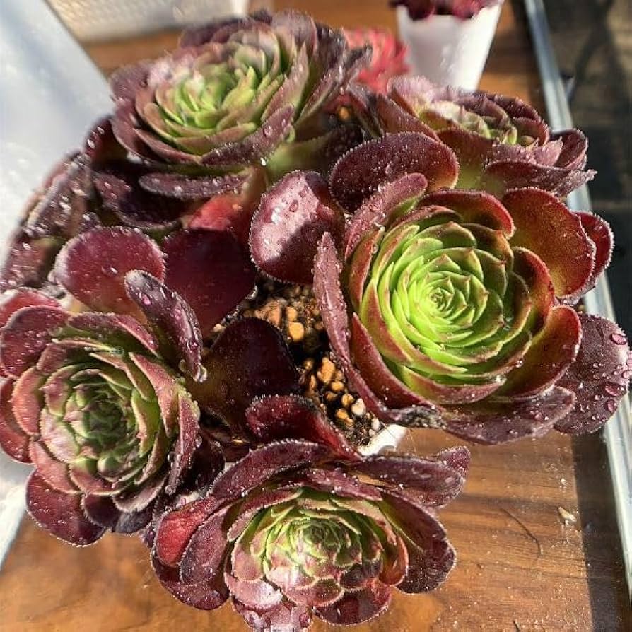 Amazon.co.jp: 農園直売 多肉植物 寄せ植え アエオニウム属 ブラック