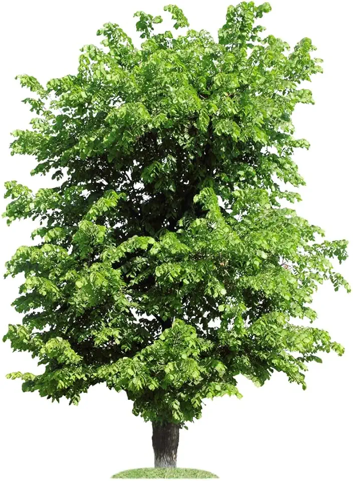 Winged Elm Seedling — Single Young Tree (No CA Shipping)