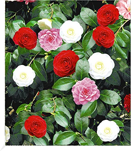 Azalea Japonica Winterhart – Die 15 besten Produkte im Vergleich ...