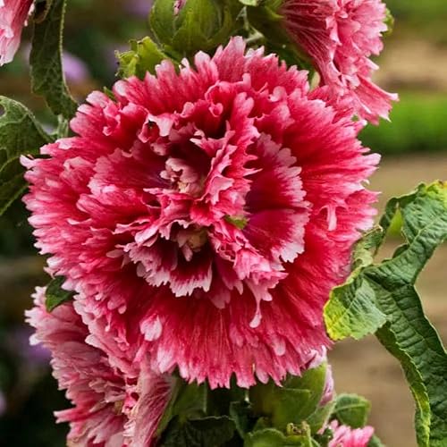Votaniki Alcea Rosea ‘Fiesta Time’ (Hollyhock) 3 Inch Pot Live