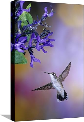 ART.COM Lienzo decorativo para pared, diseño de colibrí de garganta rubí sobre Salvia negra y azul, Illinois, por Richard y Susan Day, decoración de