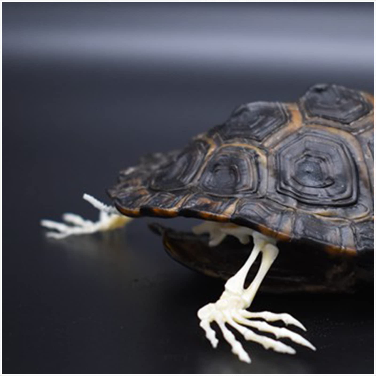 トウブハコガメ骨格標本(甲羅) 極美放射模様　剥製　爬虫類 2025年最新】かめの剥製の人気アイテム - メルカリ
