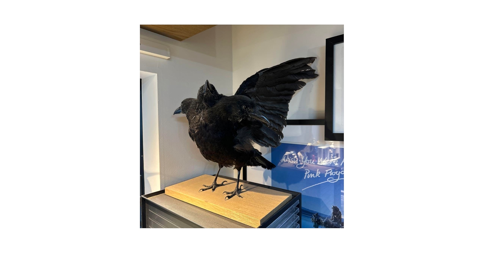 Amazon.co.jp: 奇形 カラス 烏 鴉 剥製 三つ首 はく製 Crow
