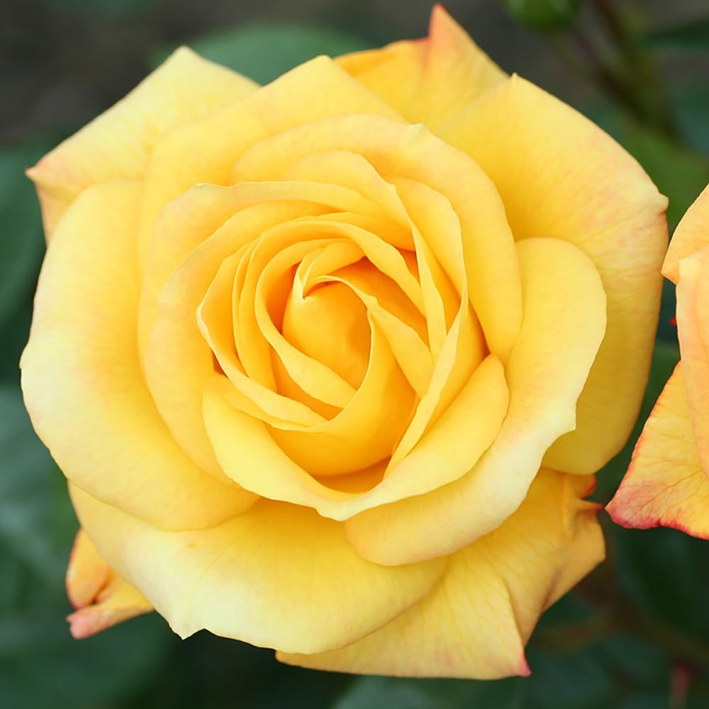 Yougarden Yellow Rose Climbing 'Arthur Bell' 3-4 Litre Potted