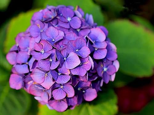 Miniatura 6 de Mezcla de hortensias 10+ semillas para plantar flores para interiores y exteriores