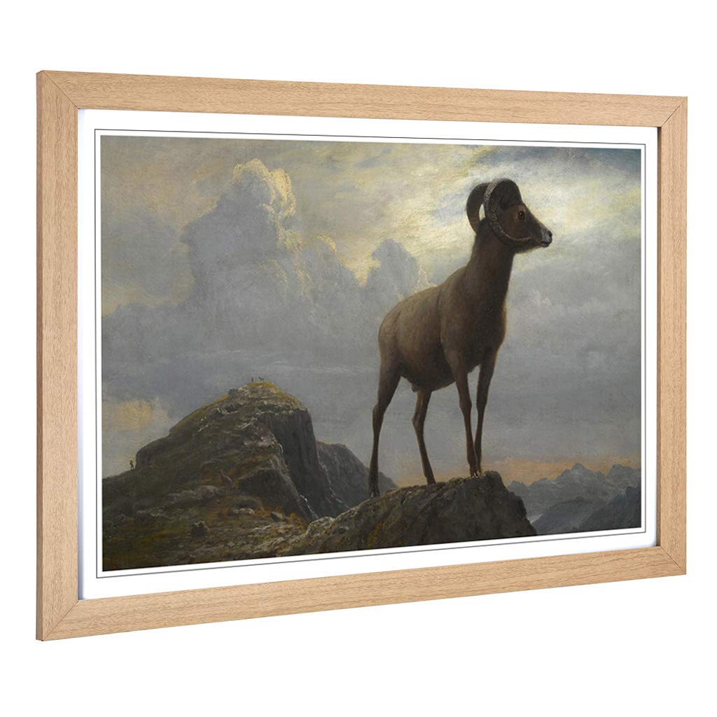 Big Box Art Framed Print of Albert Bierstadt Study of a Bighorn Ram Design | Wall Art Picture | Home Decor for Kitchen, Living Room, Bedroom, Hallway, Oak, A2 / 24.5x18 Inch / 62x45cm