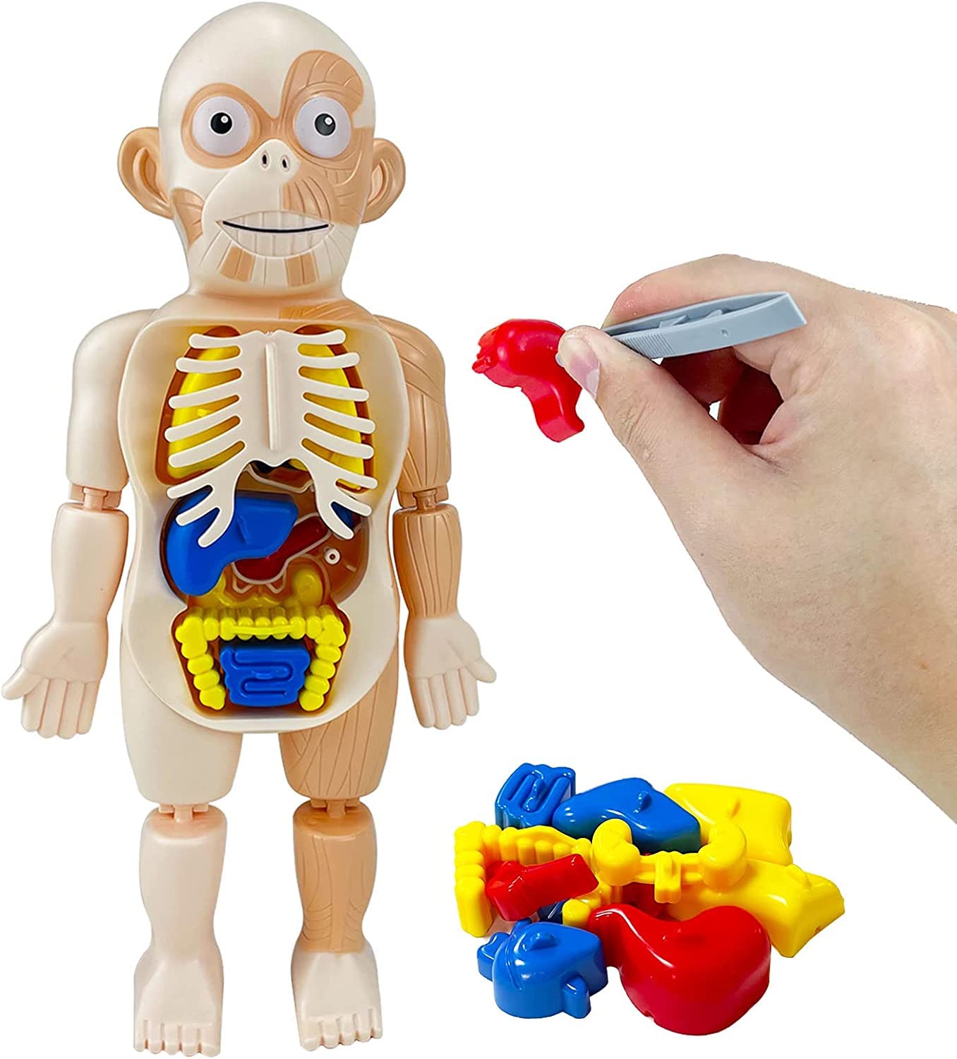 B&K Kids Early Educational Learning Toys Human Organs Model,17 Pcs DIY Assembly Science Kits Toys for Boys Girls 3 4 5 6 7 8 Year Old Preschool Learning Toys
