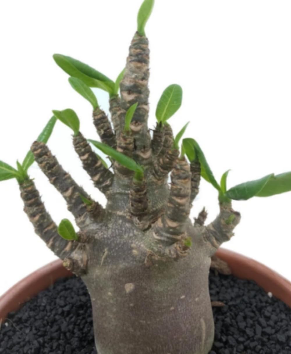 Planta natural Baobab Adenium, 20-25 cm. Planta del desierto, rosa del desierto. Suculenta de flores vibrantes y tronco engrosado, ideal para climas cálidos. Segura Garden.