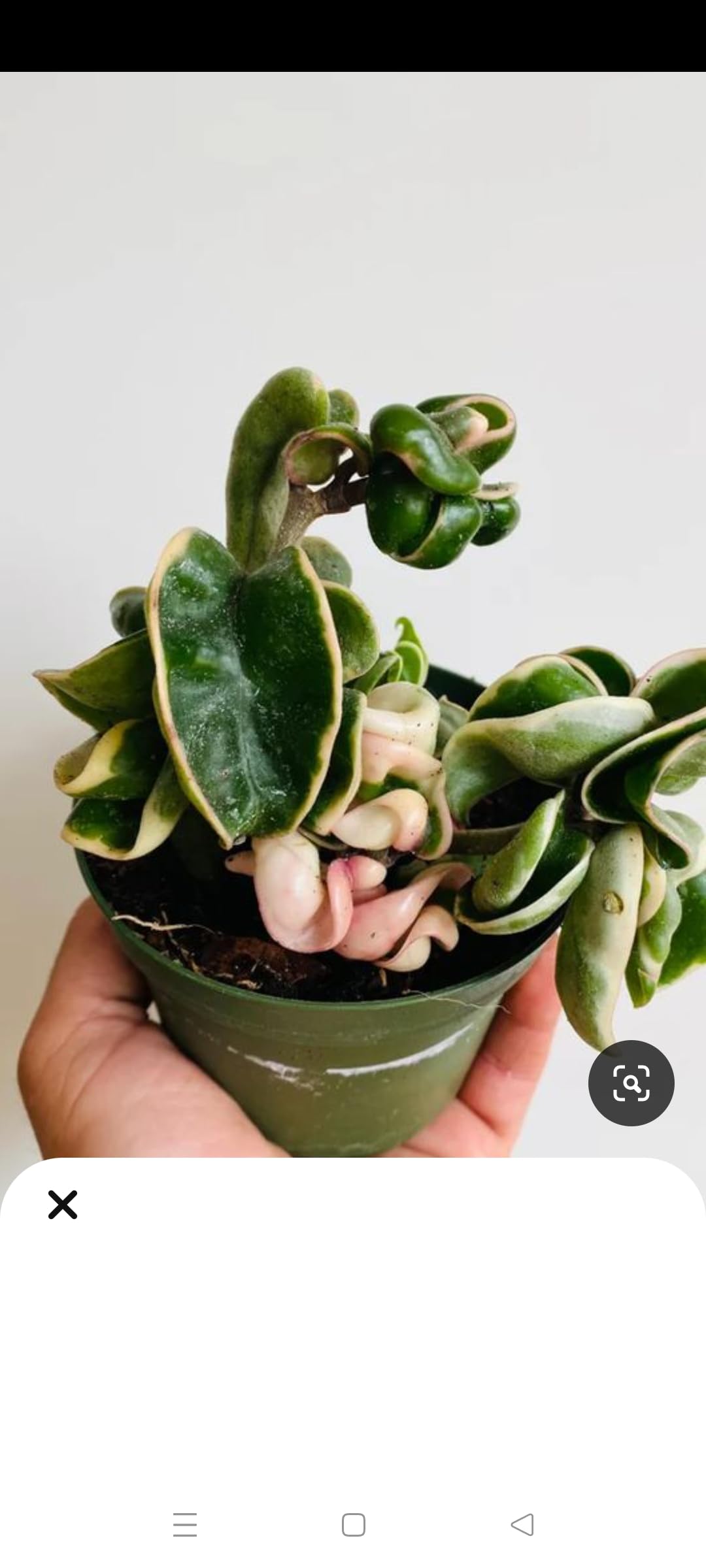 hoya hindu rope variegated (B0DCTVKL6G) Amazon Price History, Amazon Price Tracker