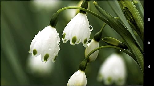 1024 Flowers Wallpapers