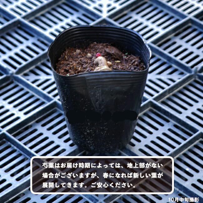 Amazon.co.jp: 芍薬（シャクヤク）“フェスティバマキシマ”6号スリット