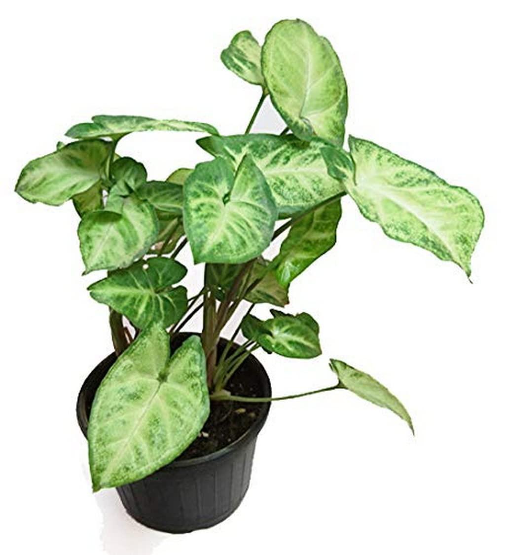 OhhSome Syngonium Variegated| Live Plants Indoor||Plant Color Green| Dwarf Rosette-Forming |House|Indoor|Bedroom|Table|Living Room|Office Decoration Gift (Healthy Plant) (B09QT54LD4) Amazon Price History, Amazon Price Tracker