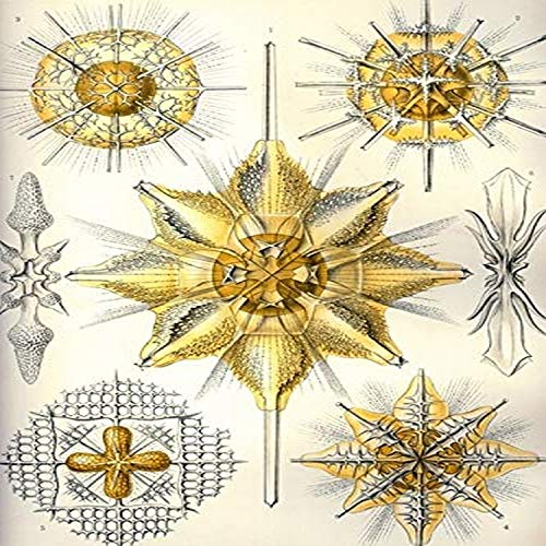 Image of Acanthometra An order of Acantharia These marine protozoans have a skeleton limited to 20 radially arranged rods which extend from the center forming a characteristic pattern in which angles are quite