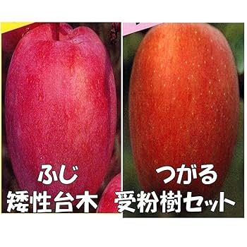 りんご　苗木　富士　大小セット　1.7メートル yd-fuji.jpg
