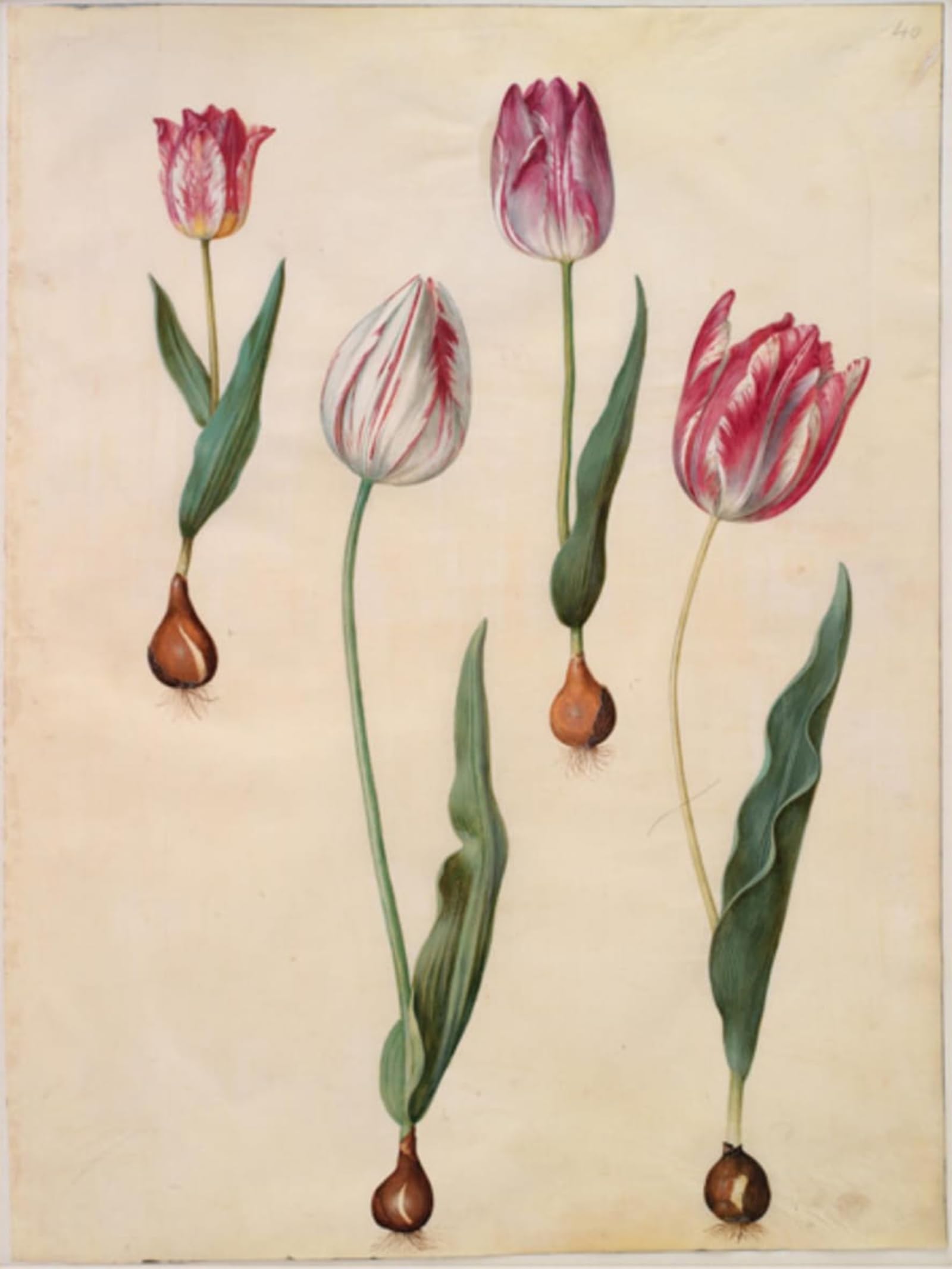 Posteriik No Frame Vintage Classic Picture Landscape Artwork Tulipa Gesneriana By Hans Simon Holtzbecker Portrait Canvas Painting For Office Home Decor 60X90cm
