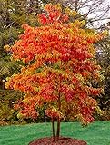2 Sassafras Trees - 10-16' Tall Live Plants - Common Sassafras Seedlings - Sassafras albidum - (2 Pack)