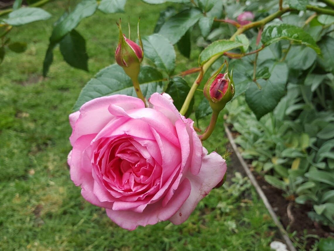 Desi Pink Rose Plant for Home Garden Live Plant Pack with Black Pot 4 inch Size (B0CL7CYQ7N) Amazon Price History, Amazon Price Tracker