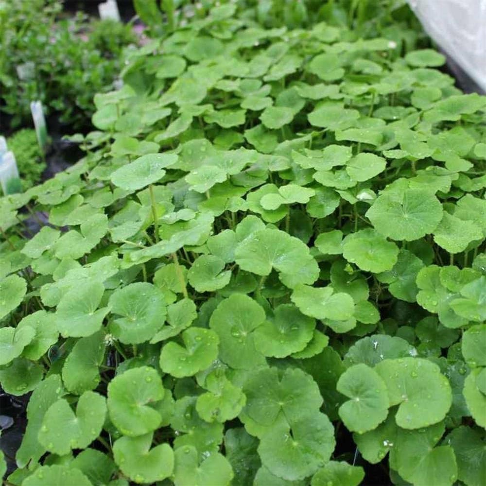 Hydrocotyle leucocephala Pianta Viva per Acquario Crescita Rapida
