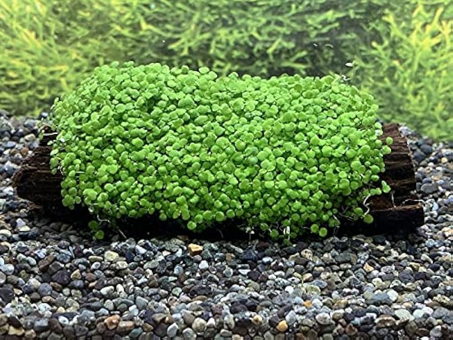 奇跡の流木 鮫モデル　流木 奇跡の流木🪵 